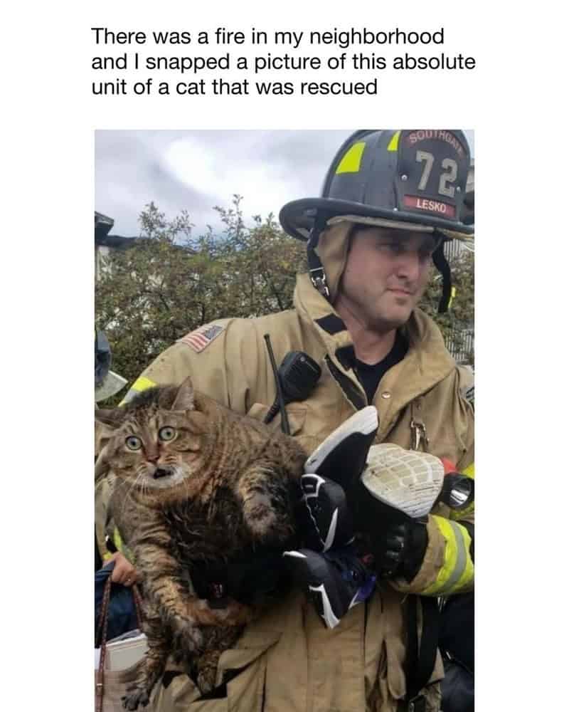 23. The cat is totally petrified, but it's safe now