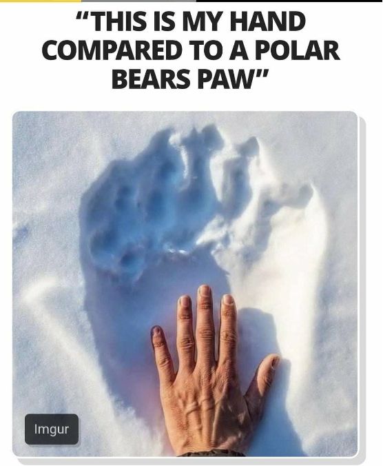31. "A Polar Bear's Paw Print Compared to a Human Hand 🔥"