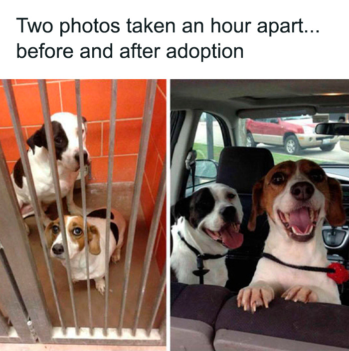 26. They are so happy to get a forever home