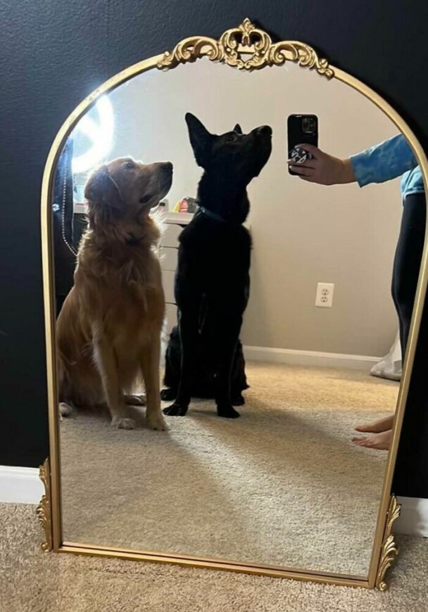 14. "Dogs for Scale"