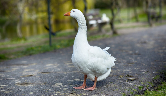 Geese