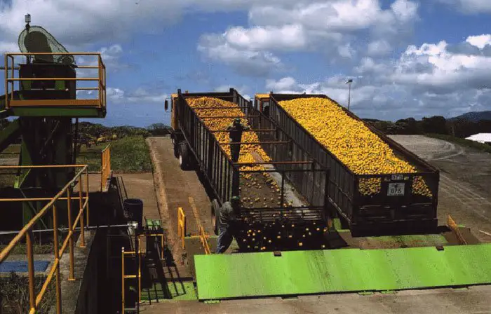Back in the mid-1990s, a juice company decided to dump a whopping 1,000 truckloads of leftover orange peels in an empty field out in Costa Rica as part of their scheme.