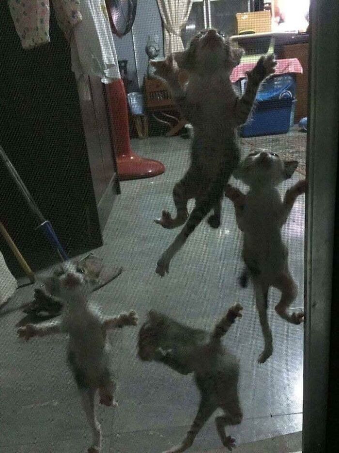 6. Cursed_gremlins