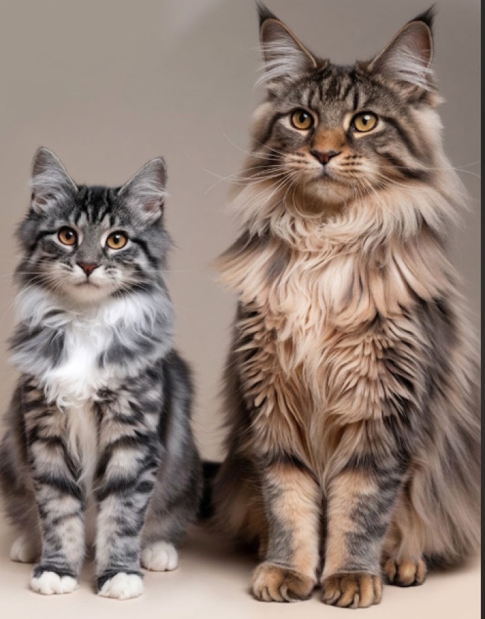 Maine Coon vs normal cat size