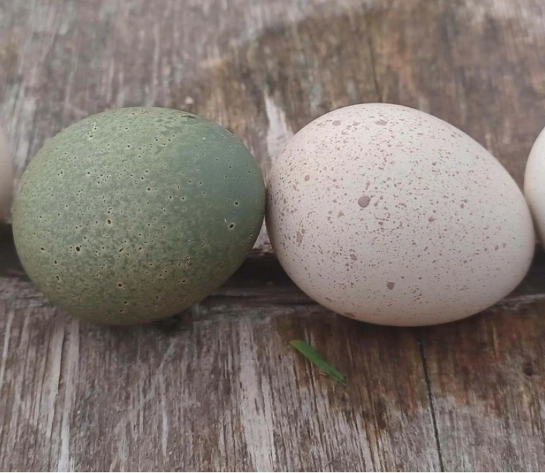 1. "Out of the blue, one of my partridges laid a green egg."