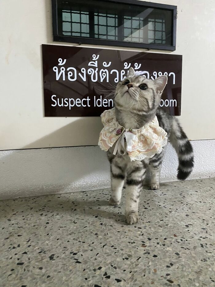 Meet the mysterious cat who wandered into a Bangkok neighborhood wearing a pink harness and ended up at the police station