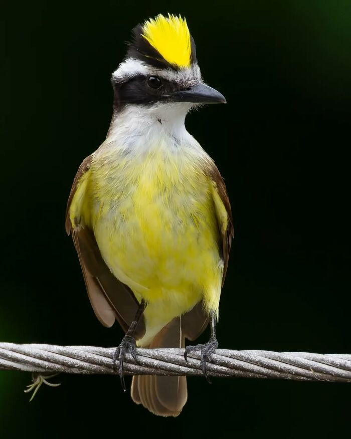 Great Kiskadee