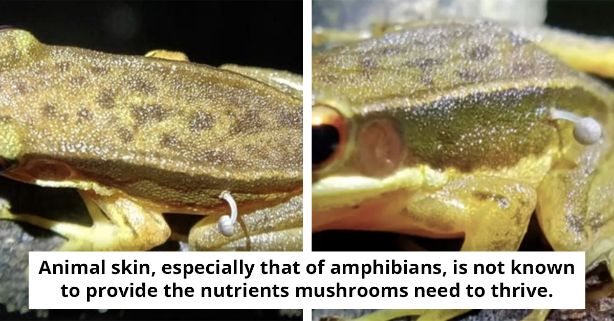 Scientists Shocked by Mushroom Growing On a Live Frog