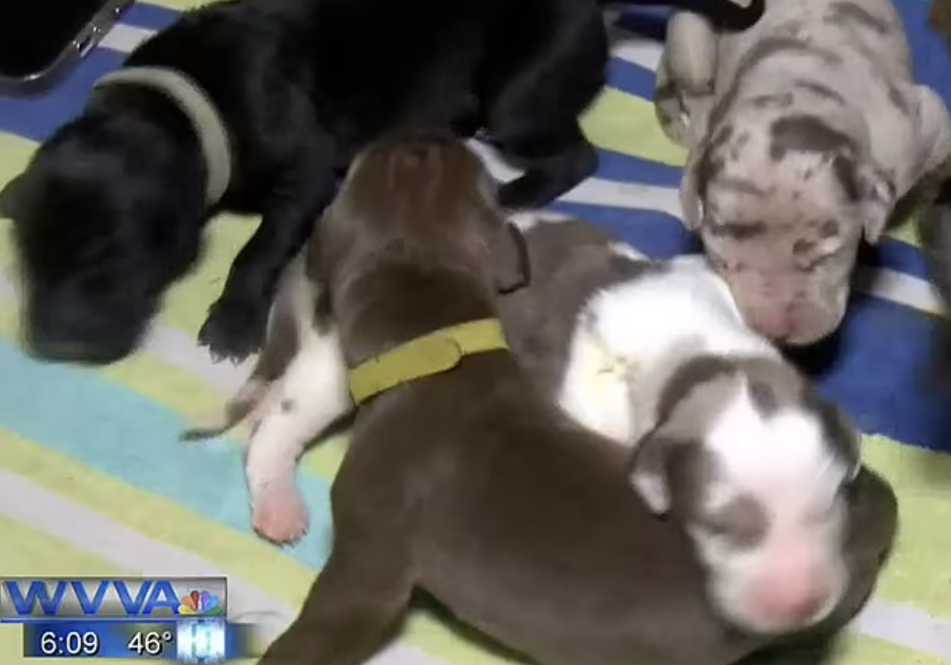 Dogs can have litters ranging from one to 12 pups, and larger breeds tend to have more pups in each litter.