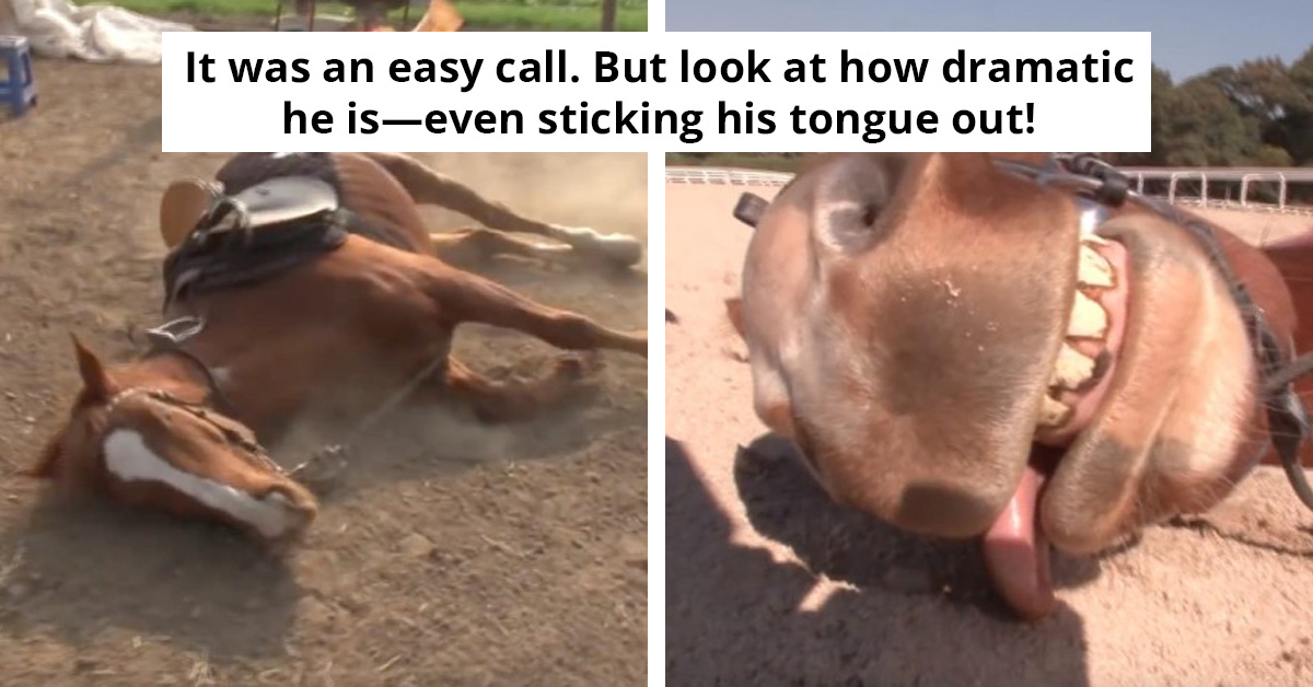Dramatic Horse Fakes Death To Avoid Being Ridden - An Oscar-Worthy Performance