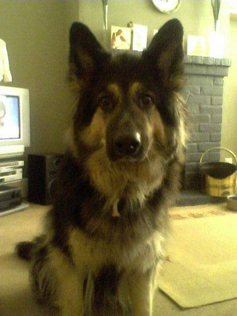 What the original poster (OP) may not realize is that the barking could potentially be saving his life.