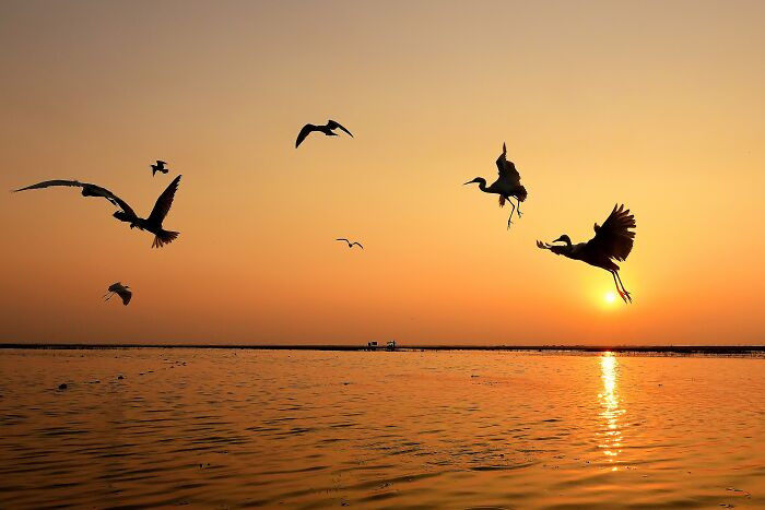 “Egrets”