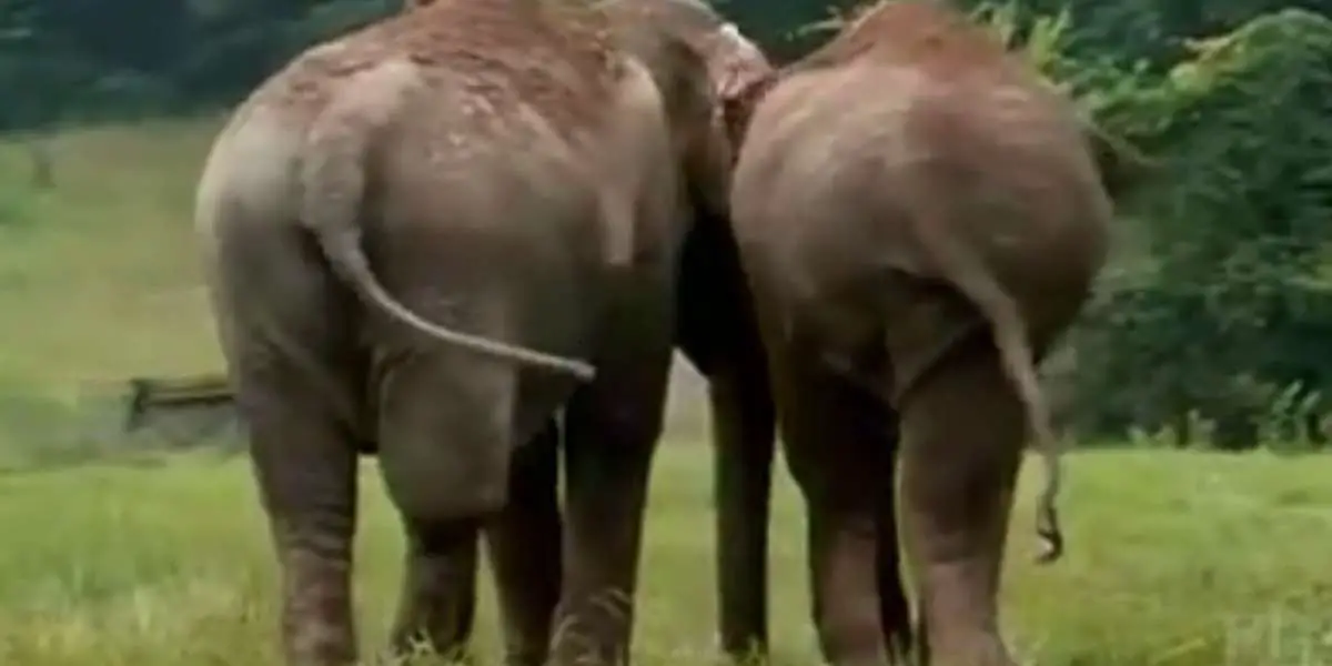 Shirley and Jenny reunited after 22 years apart, instantly recognizing each other's gentle souls.