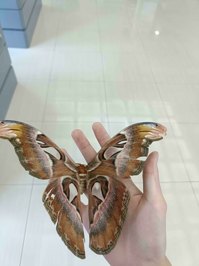 "I Found An Atlas Moth Today At School"
