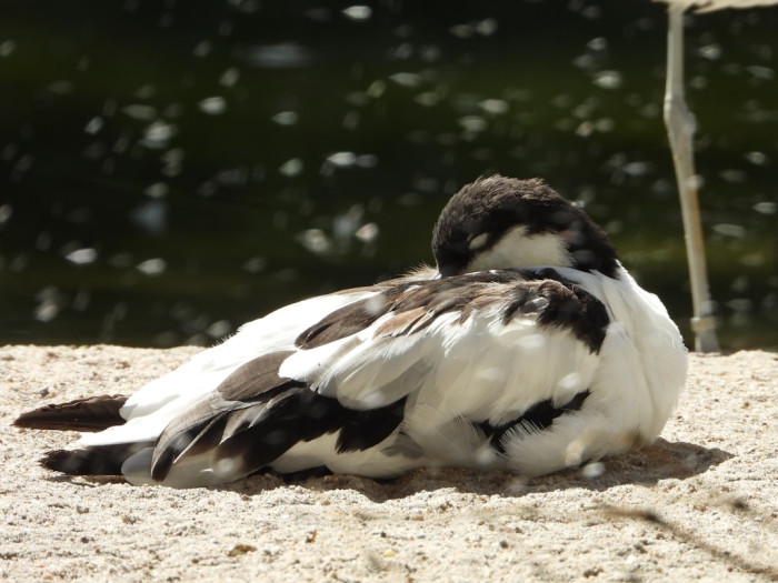 Why Birds Tuck Their Heads Back