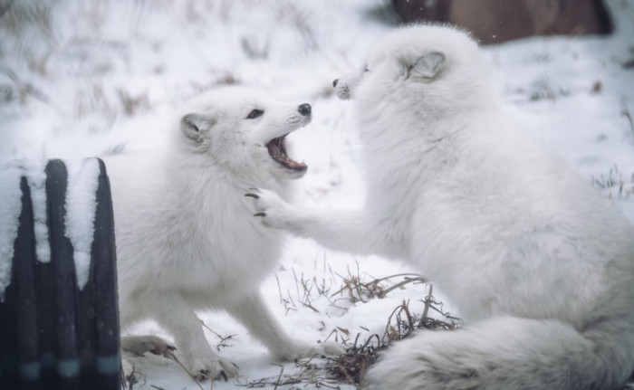 Arctic Fox Facts About Family and Survival