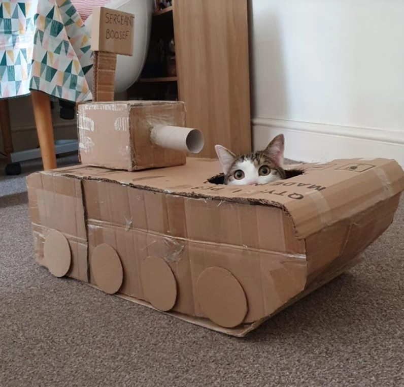 5. "Feline Fury: Kitties Roll Out in Cardboard Tanks"