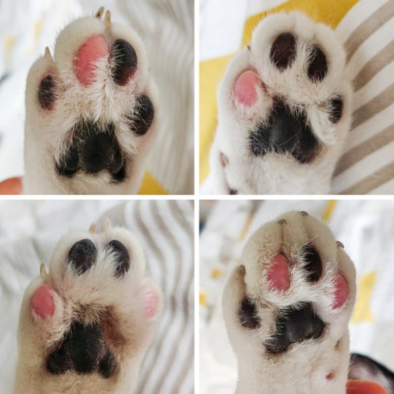 16. "All four of my cat's paws display distinctive combinations of black and pink."