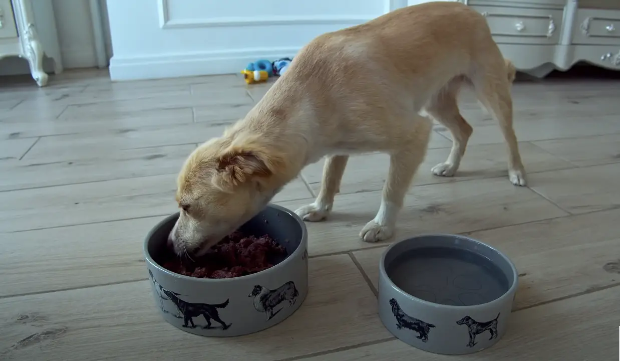 Love Furry Friends helped a lonely dog find a loving family, turning its life around.