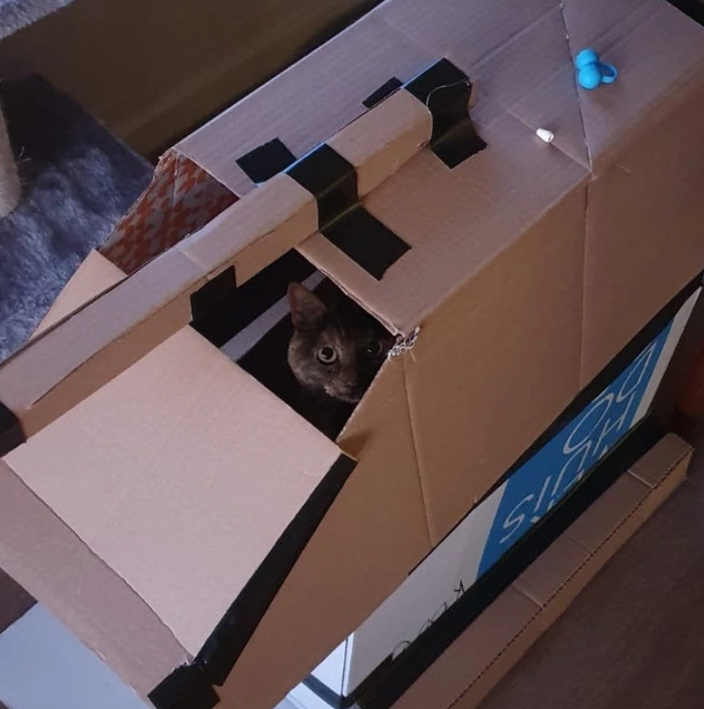 9. "Tank Time with Tabby: Feline Fun in Cardboard Contraptions"
