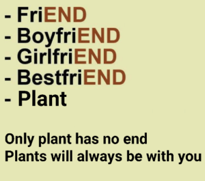 37. Plants will never let you down.