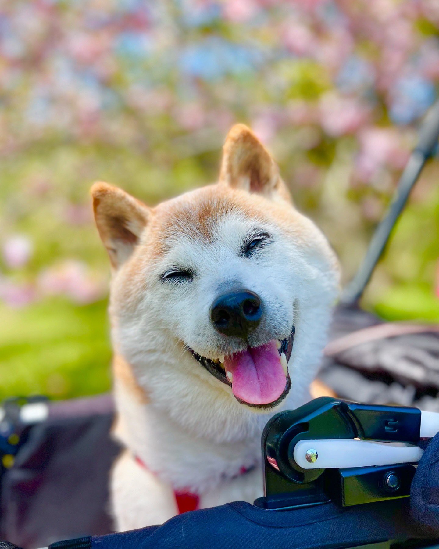 Kabosu, the Shiba Inu, became an internet sensation as the face behind the "Doge" meme. Named after a Japanese citrus fruit due to her round, cute face,