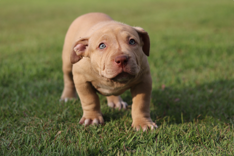 Pit bulls are chill and friendly.