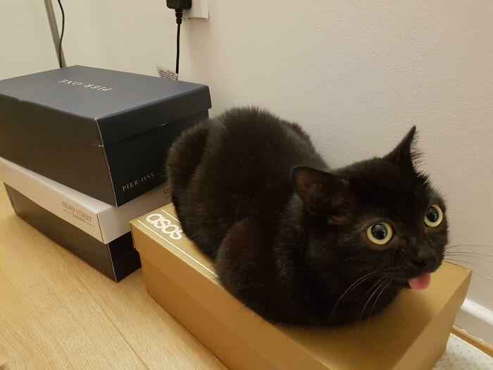 7. The Loaf Has Blepped