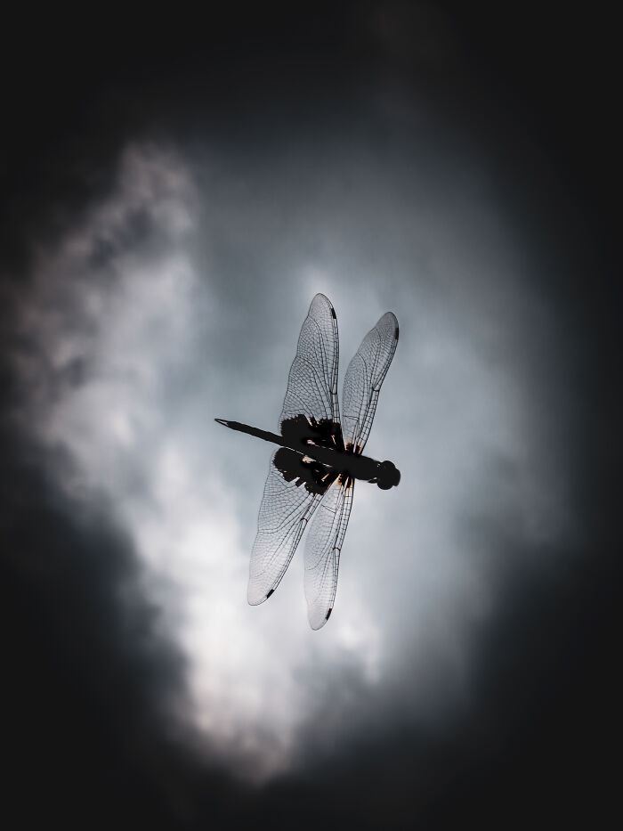 “Shadow Through The Light”
