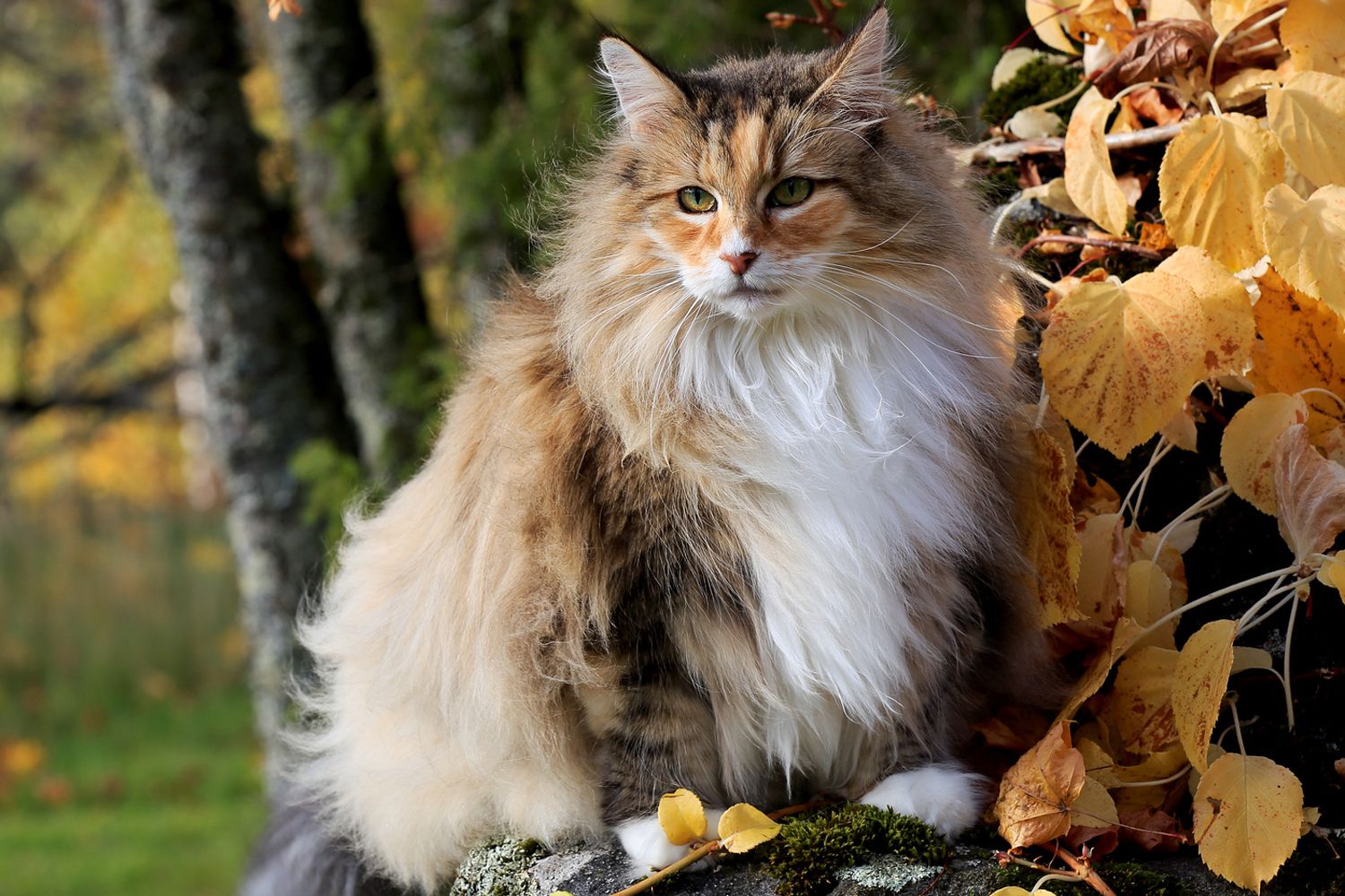1. Norwegian Forest cat
