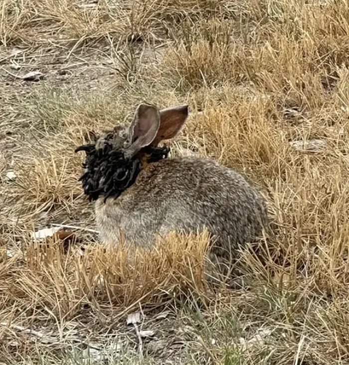 Social media reactions to rabbits with visible infections