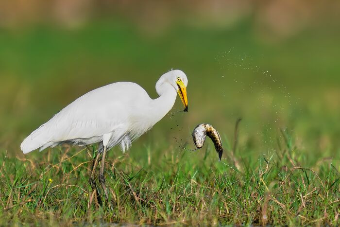 “Great Egret”