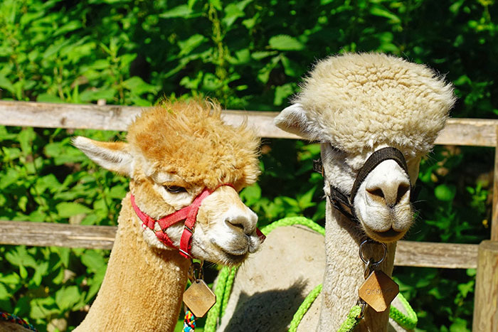 15. The alpacas were definitely judging you guys, too.
