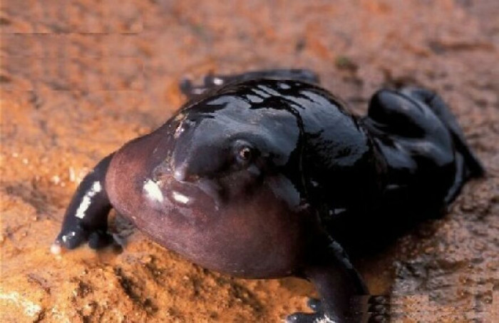 An Indian Purple Frog (Nasikabatrachus Sahyadrensis) This Cute Little Chonker As The Name Suggests, Lives In India But Is Sadly Endangered But I'm Sure We Can Agree It's A Beautiful Animal