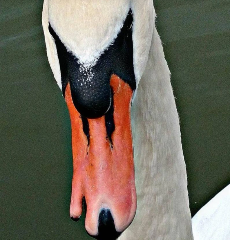 12. "This swan was born with a deformed beak."