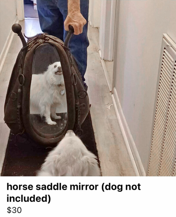 33. That pupper may be hangry all the time, but it's not included.