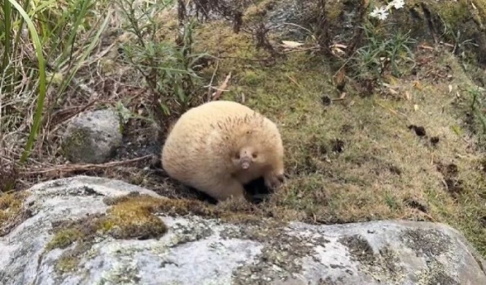 A Very Rare Blonde Echidna (Tachyglossidae)