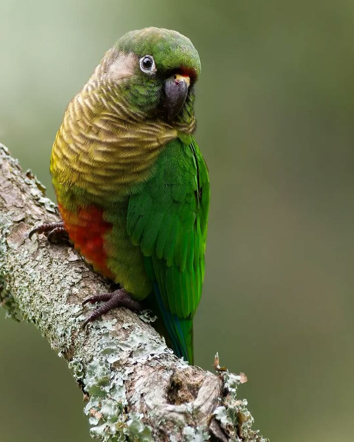 Maroon-Bellied Parakeet