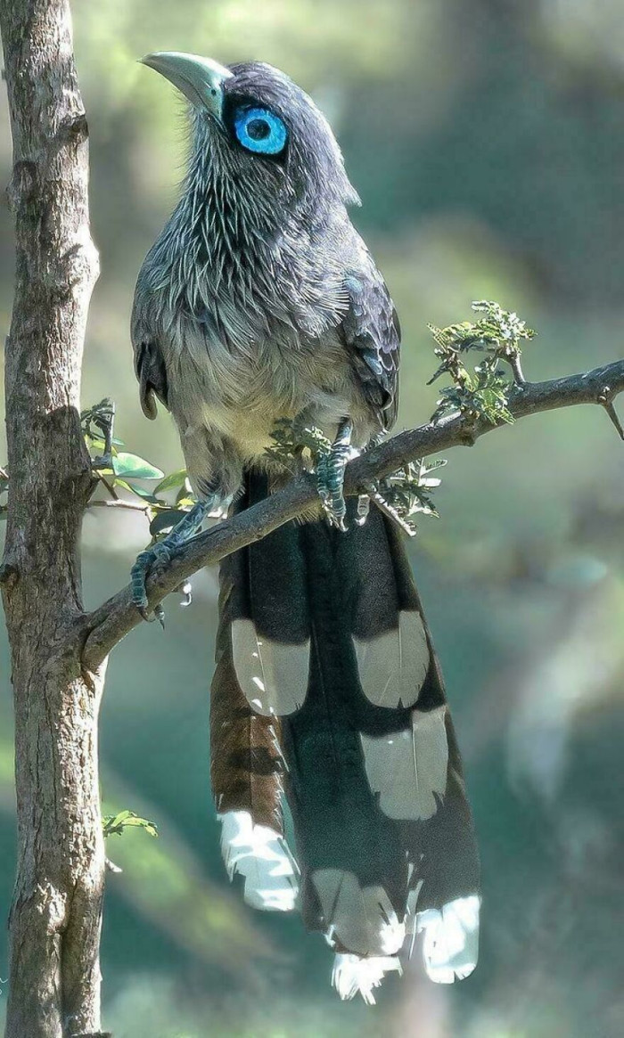 Blue Faced Malkoha (Phaenicophaeus Viridirostris)