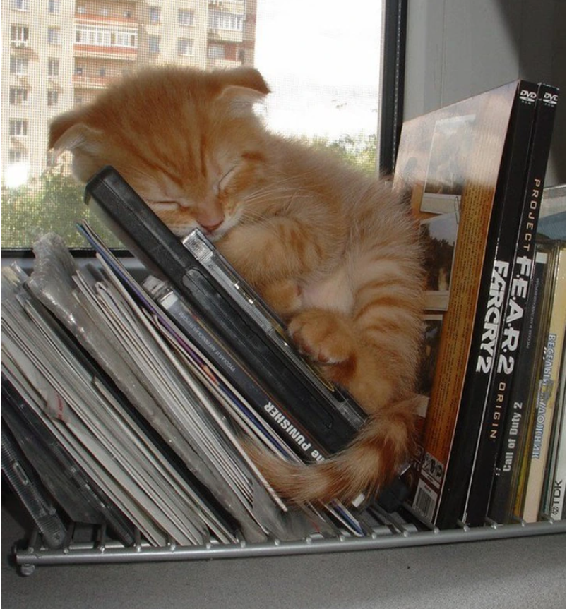 11. "Who knew a CD rack could double as the purrfect catnap spot?"