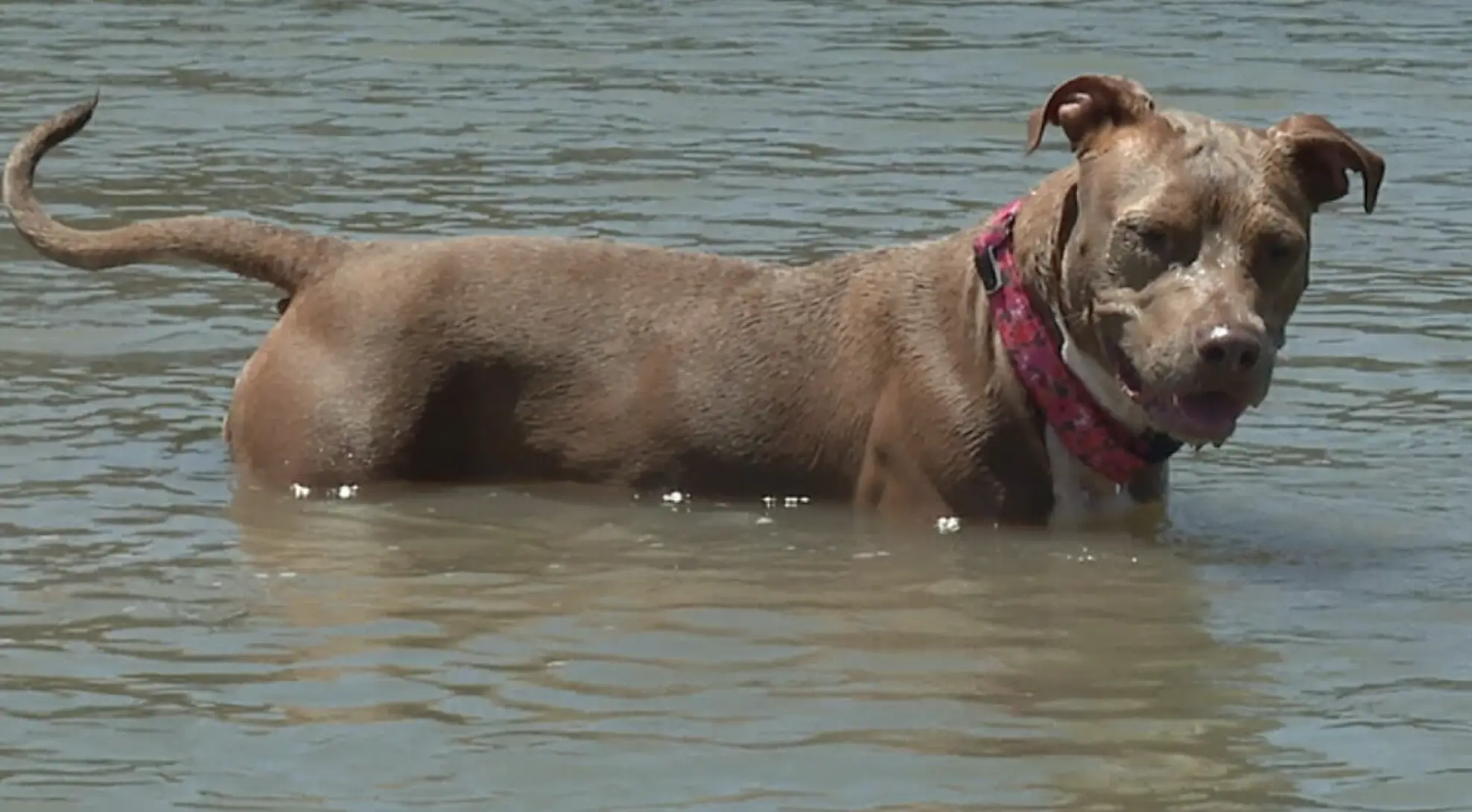 Monster swam six miles to reach land.