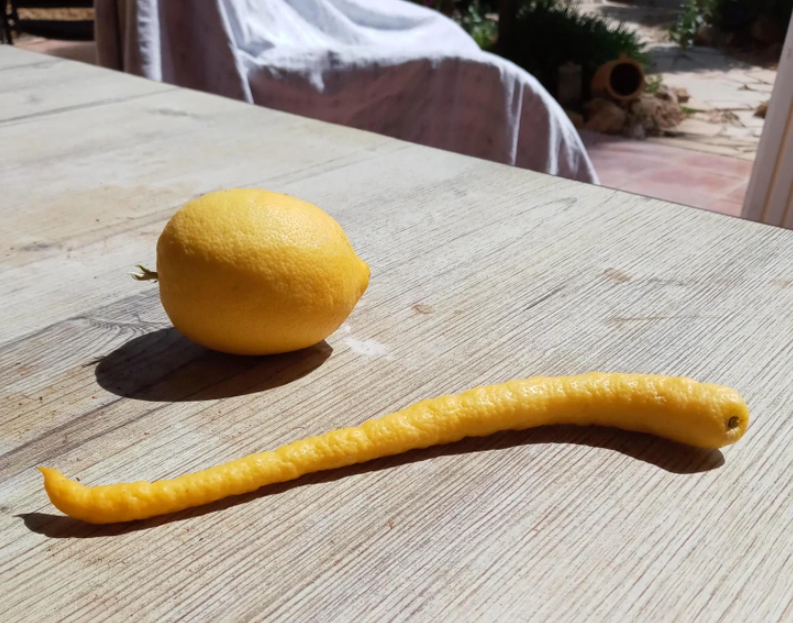6. "Check out this unusual lemon that sprouted on our lemon tree."