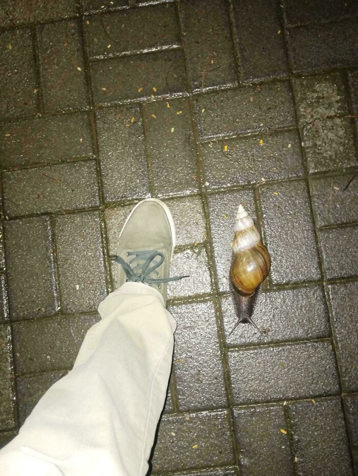 "Big Snail I Found. Foot For Scale"