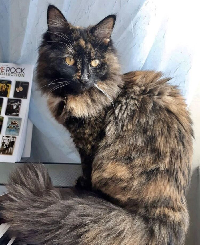 Are tortie Maine Coons rare?