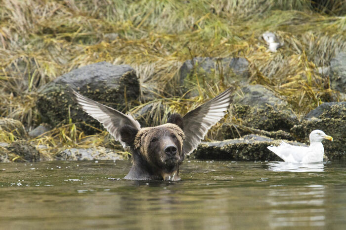 Angel Bear By Adam Parsons