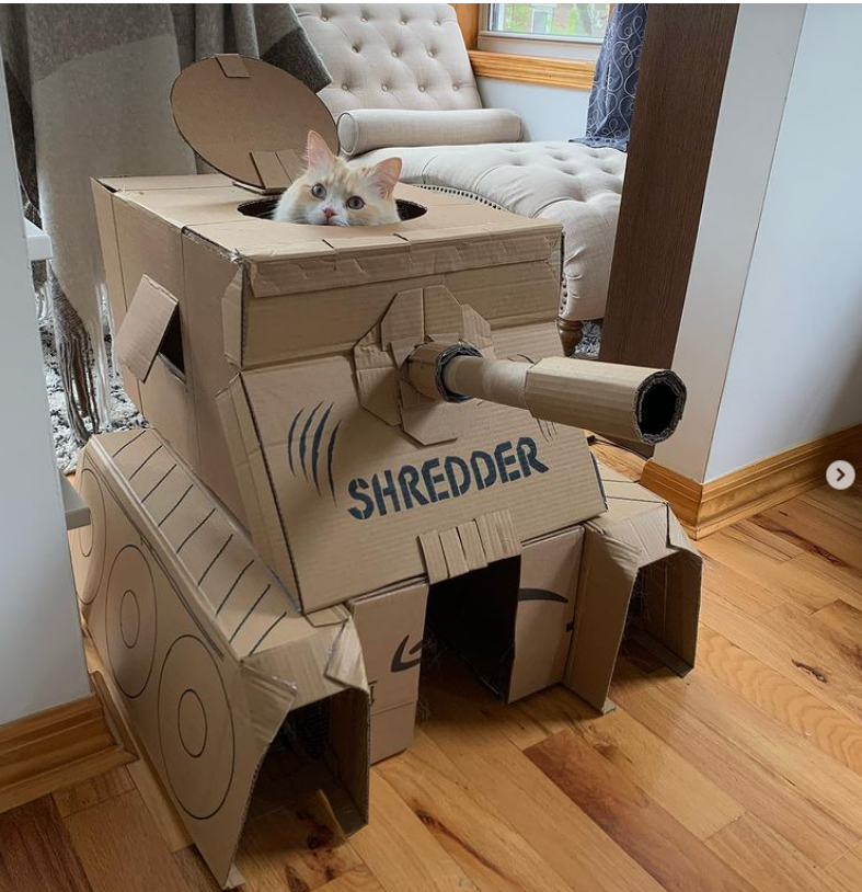 14. "Tank Tales: Cats Commandeering Cardboard Creations"