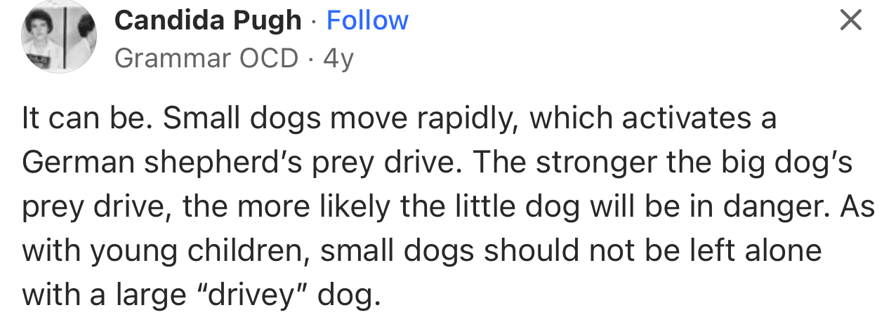 “It can be. Small dogs move rapidly, which activates a German Shepherd’s prey drive.”