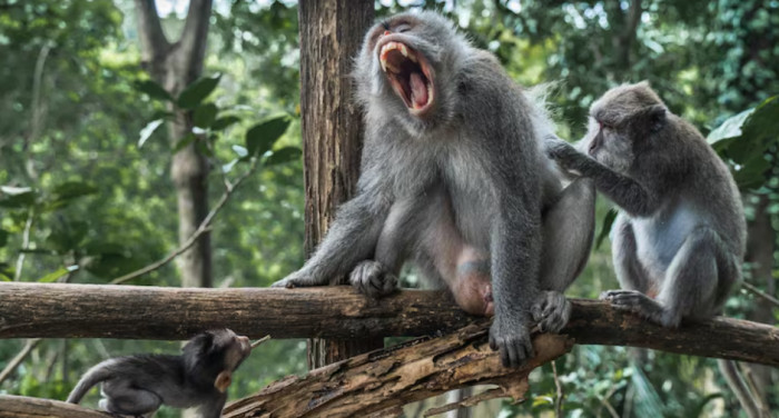 Great Apes’ Laughter Reveals a Shared Evolutionary Link with Humans