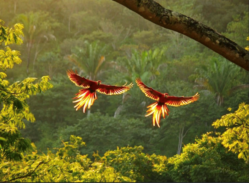 23. Macaws