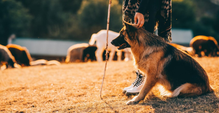 Funny Country Dog Names